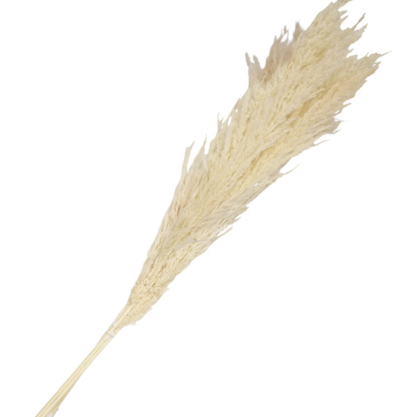 Pampas Εκρού 5 Pack