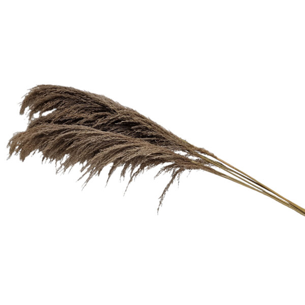 Pampas Natural 5 Pack